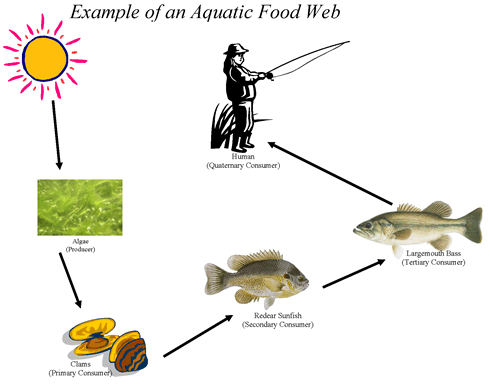 AquaticFoodWeb.gif