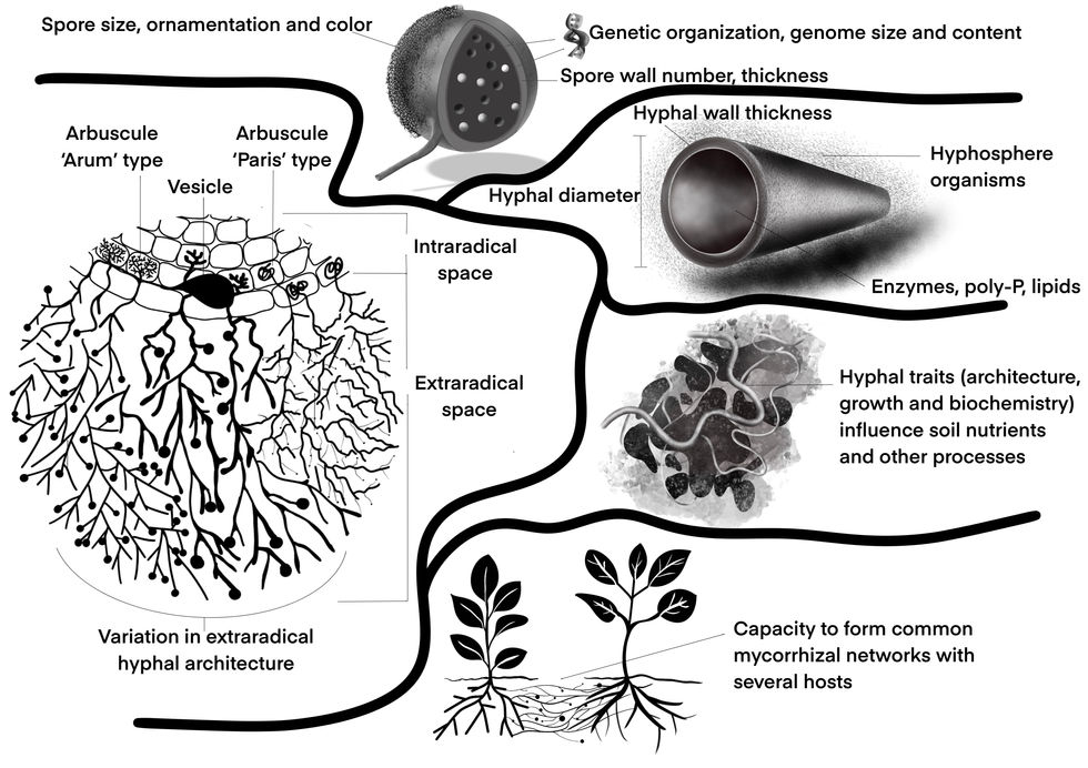 Arbuscular mycorrhizal fungal traits