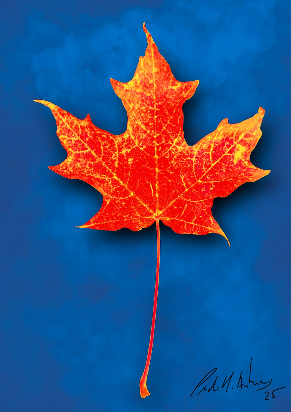 Sugar maple (Accer saccharum)