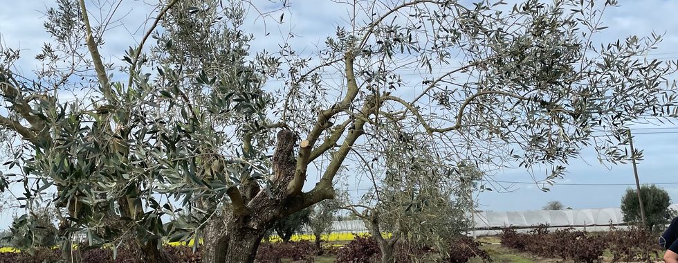 Vinhas Quinta do Casal Branco
