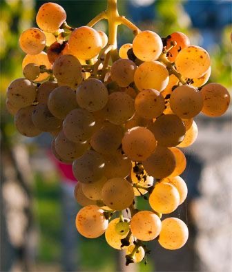 Cepage Alvarinho vinho verde