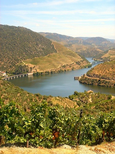 Vinhas Douro