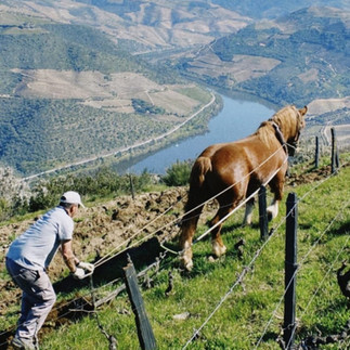 Travaux aux vignes douro