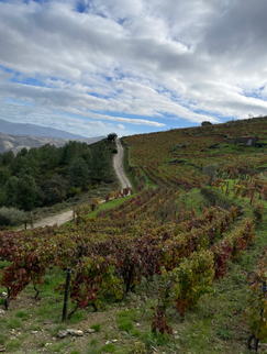Quinta do Javali Vinhas