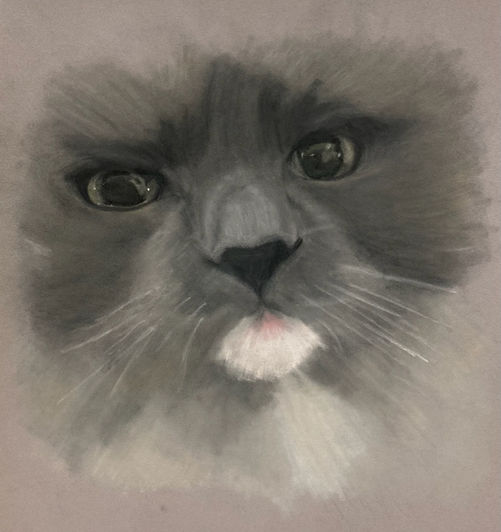 cat pet portrait