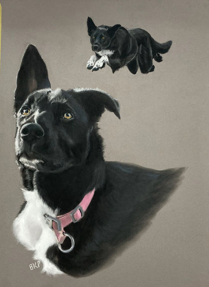 dog pet portrait