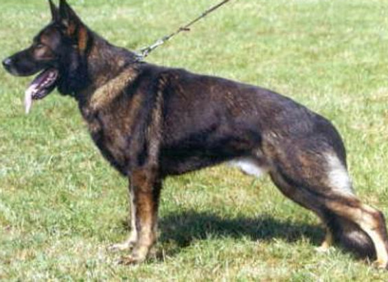 Tino_vom_FelsenschloÃ__SCHH3_(LGA)_FH2_I