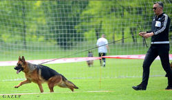 SG FILLA VON ALSTRAX