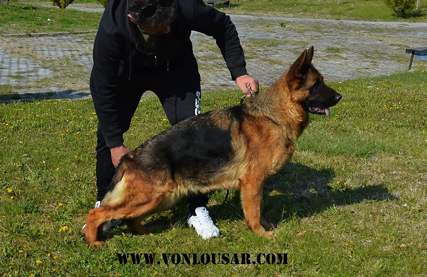 caucasian german shepherd