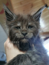 PUREICE ISLET 6 WEEKS OLD.jpg