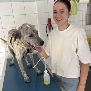 Sprachaufenthalt im Tierheim von Tara