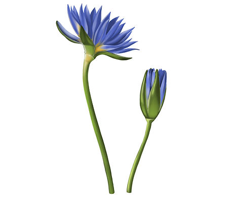 Blue_lotus 1.jpg