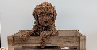 goldendoodle puppies in Florida