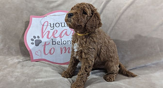 goldendoodle puppies in Florida