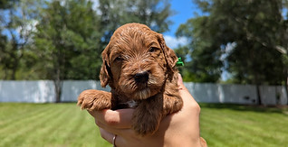goldendoodle puppies in Florida