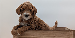 goldendoodle puppies in Florida