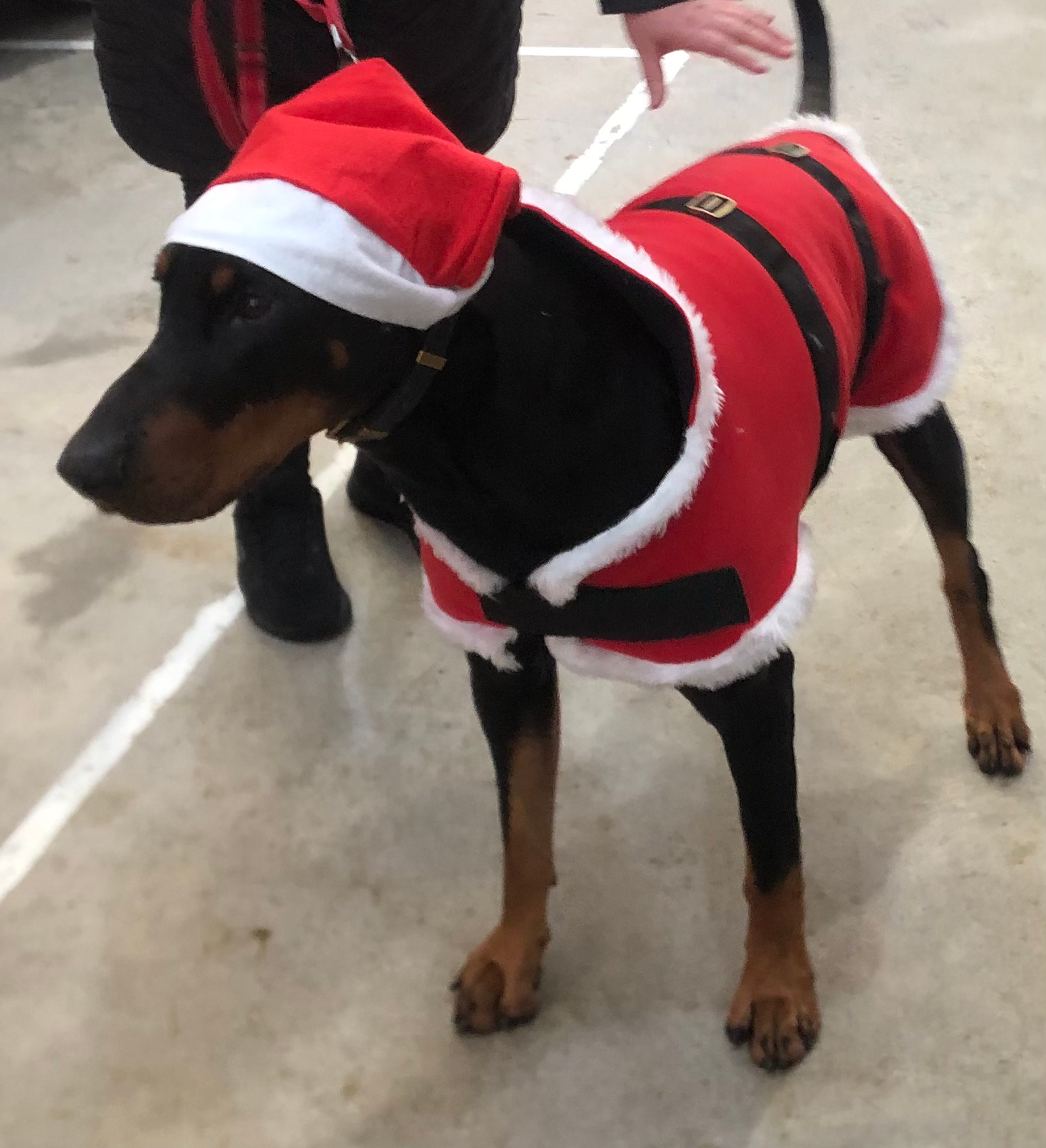 Christmas Dog Outfits 