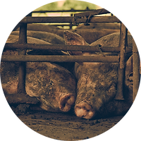 Sourcing Other Collagen 600x600 circle.png