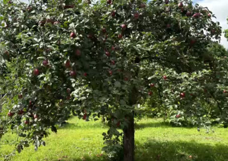 Almanzo's Garden and Harvest Season