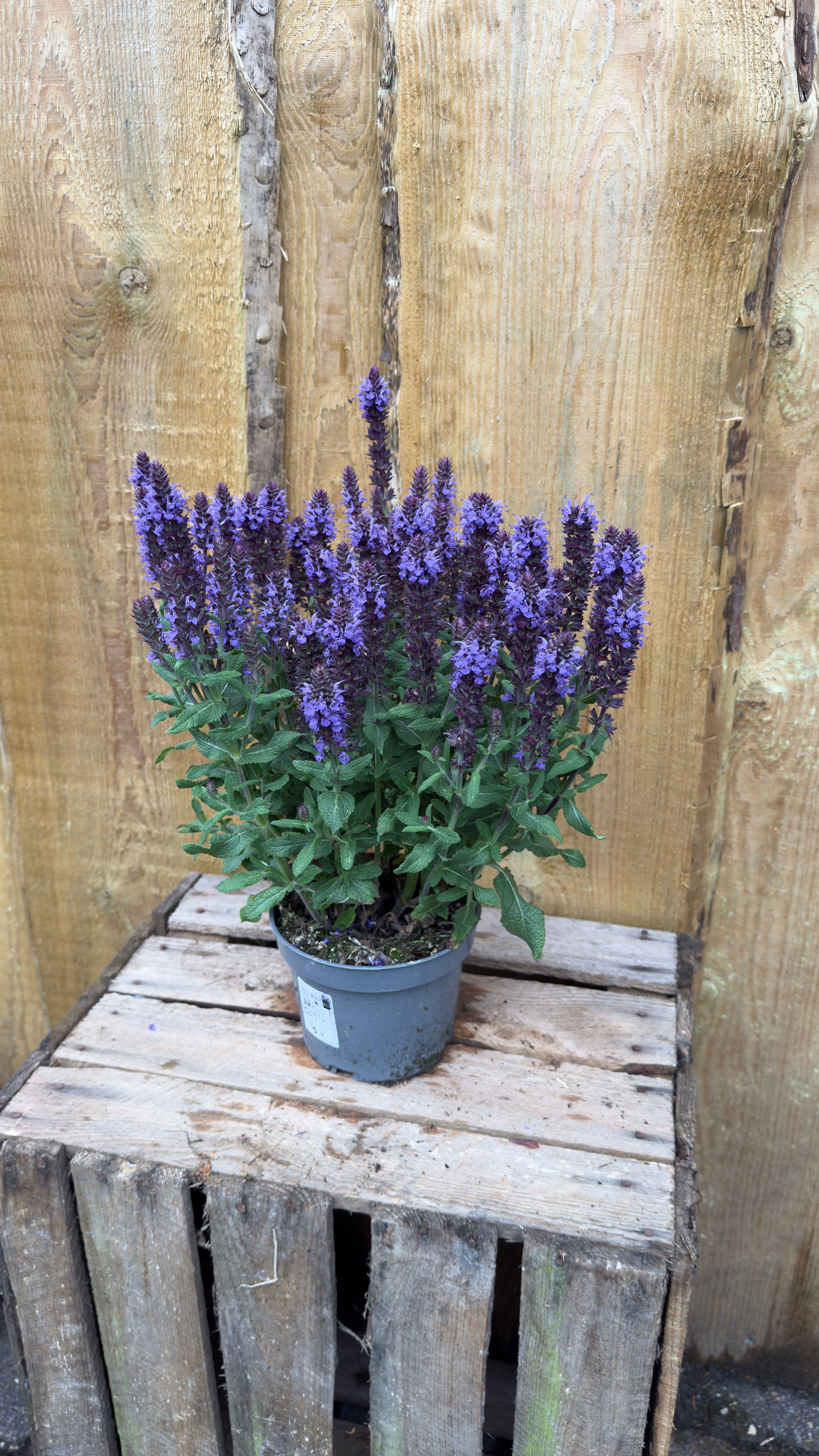 Steppen-Salbei (Salvia nemorosa)