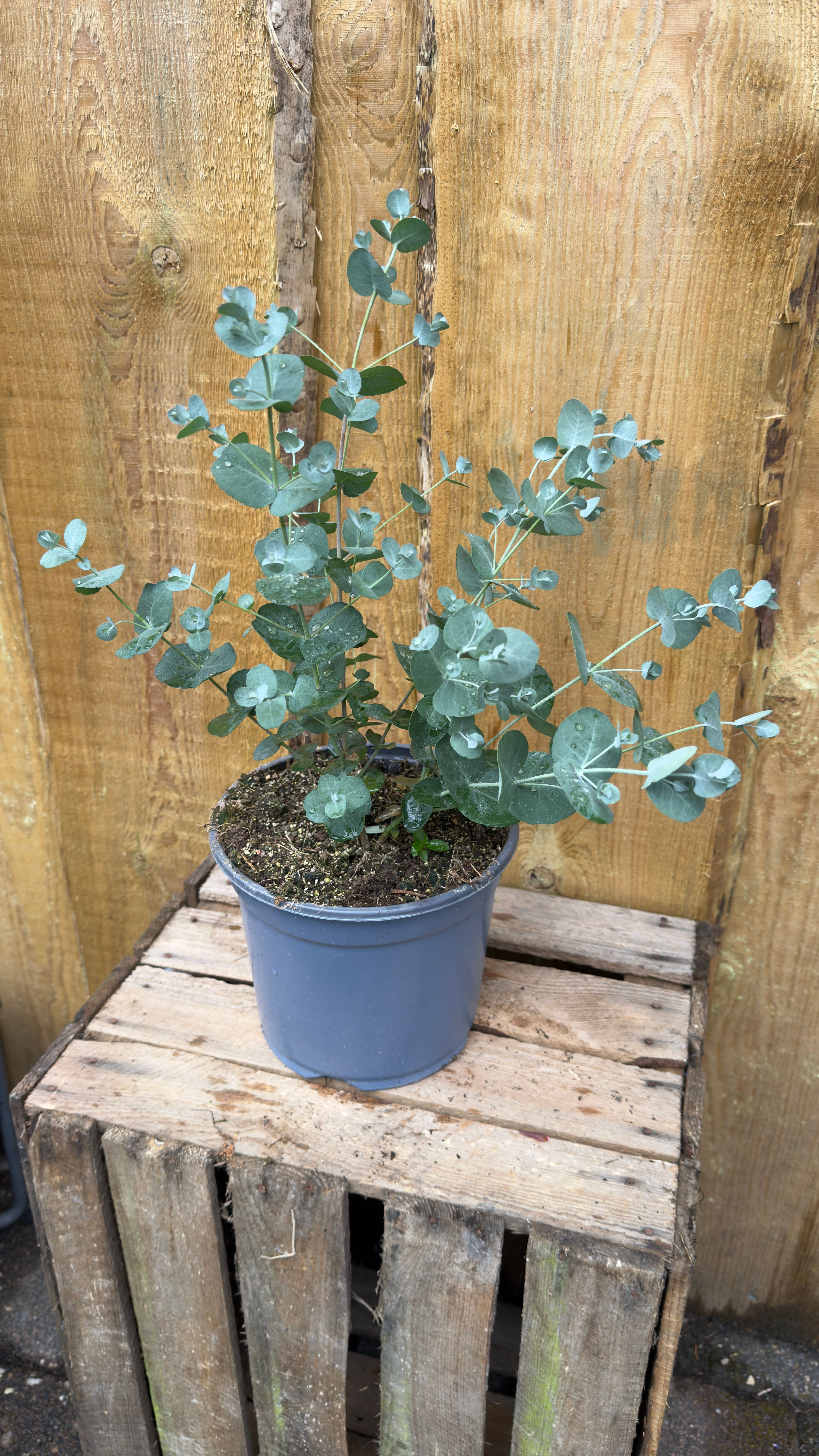 Eukalyptus 'Gunni'