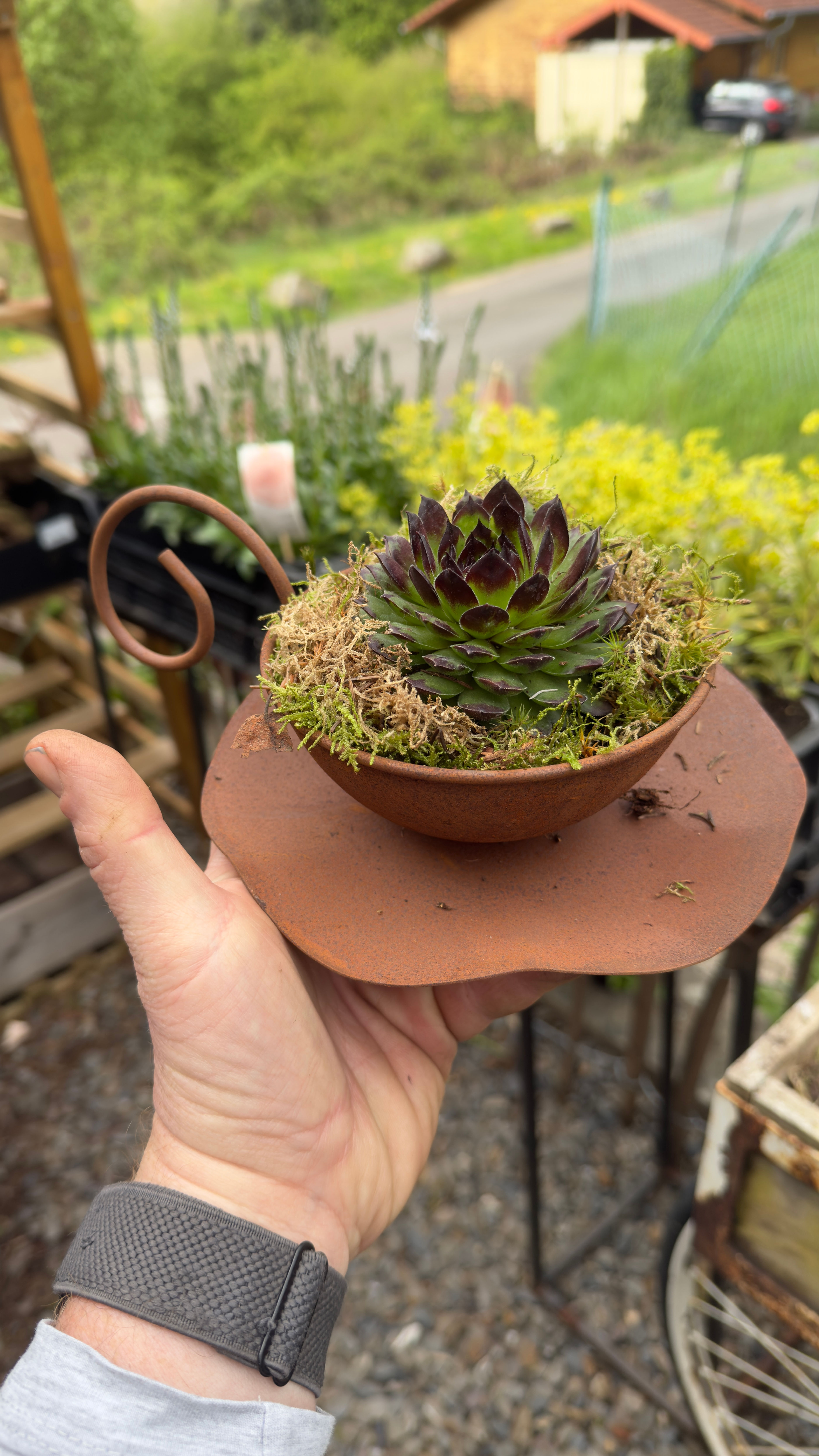 Hauswurz-Arrangement