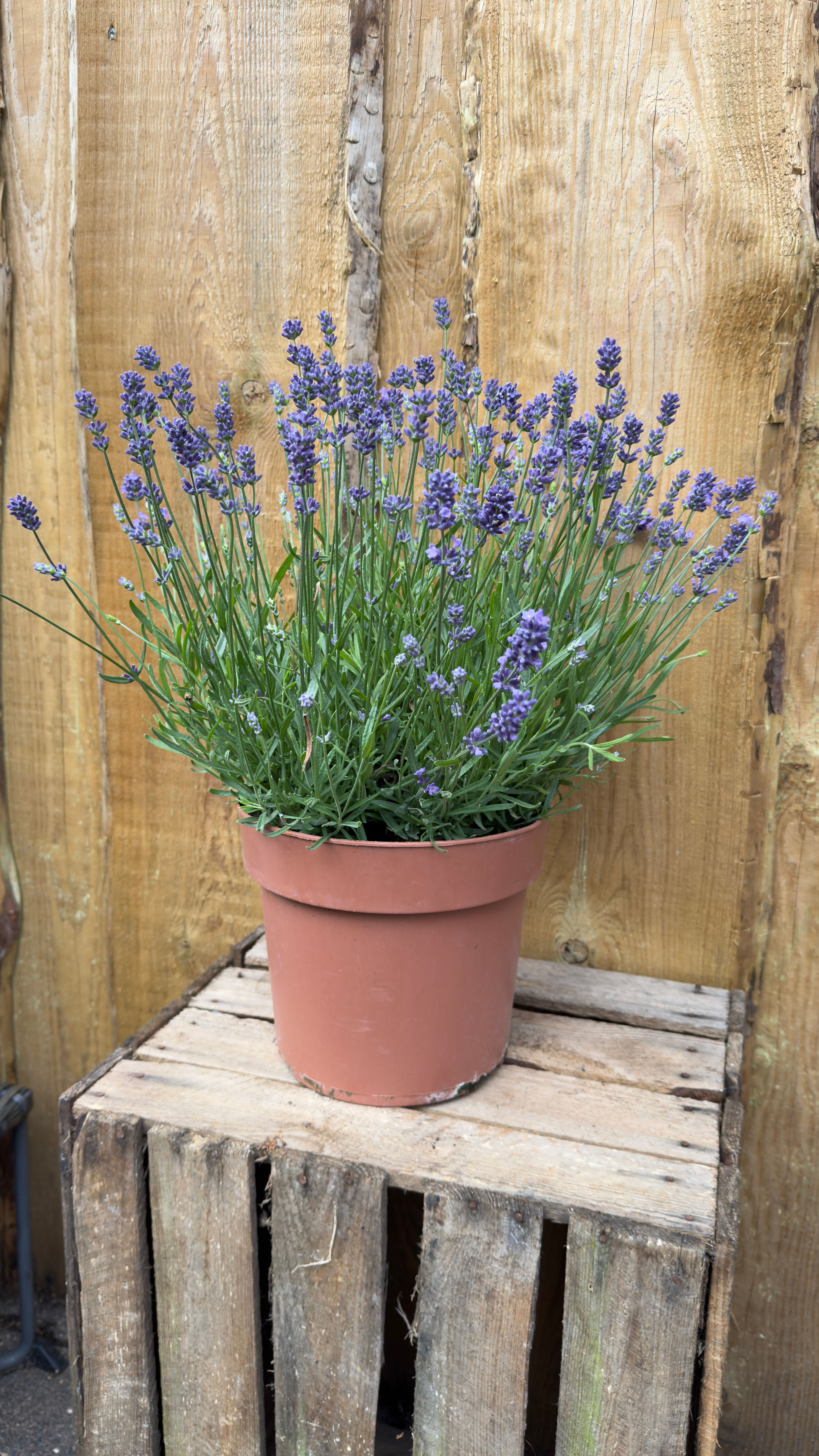 XXL Lavendel
