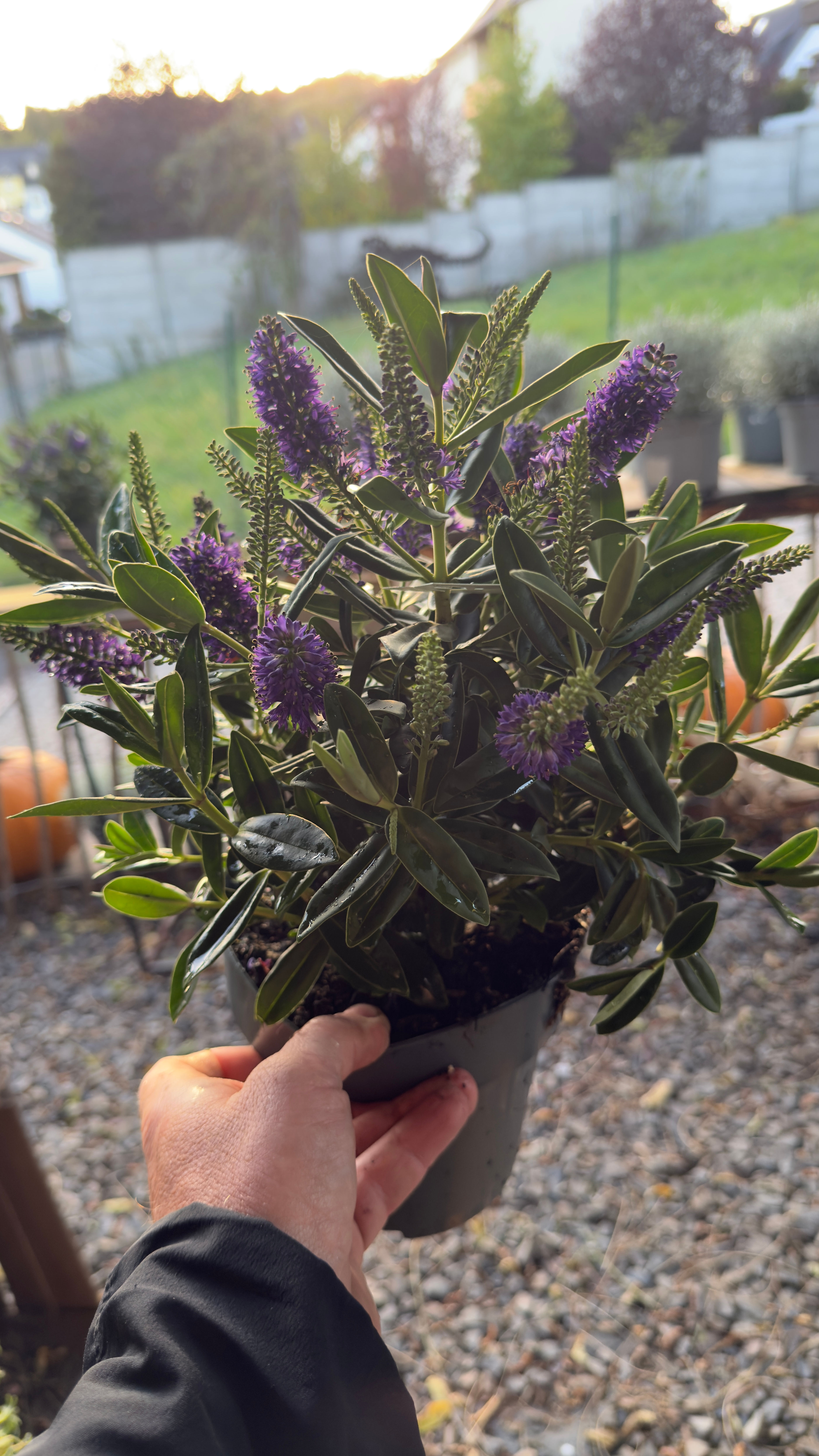 Strauchveronika – Hebe mit violetter Blüte