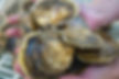 oyster broodstock-homepagge-reduced.jpg