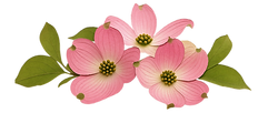dogwoods flower graphic.png