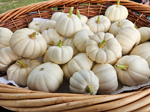 mini ghost pumpkins.jpg
