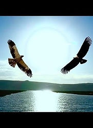 condor and eagle.jpg