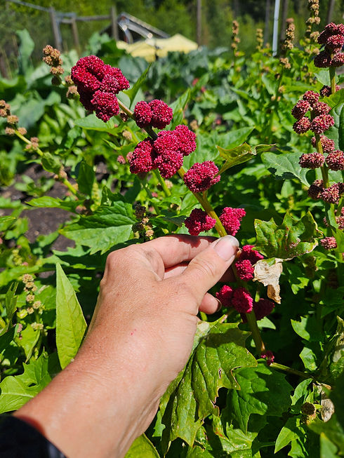 strawberry spinach.jpg