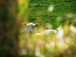 Sheep looking cute, Manawatu, NZ