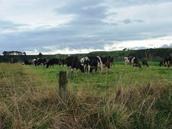 Dairy cows, Manawatu, NZ