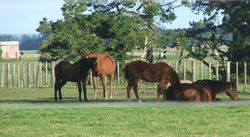 Racehorses & pine trees, NZ