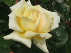 Cream rose, 'sport of Compassion'