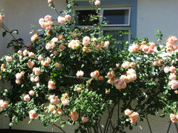 Apricot rose 'Charles Austin'