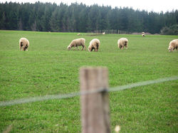 Sheep grazing, Manawatu, NZ