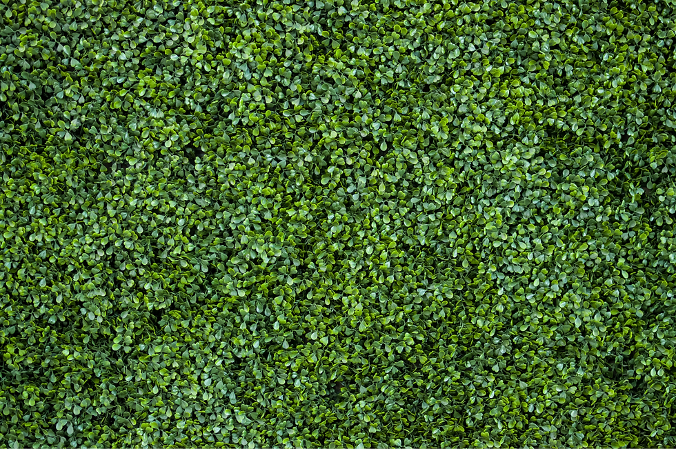 green hedge background shutterstock_271406129_edited.png