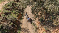 experiencia caballos