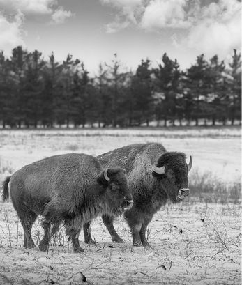 Black and white image of two American bison in a snowy field at Bottom Creek