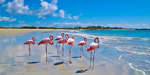 flamingo 1.jpg