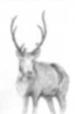 Reindeer n05