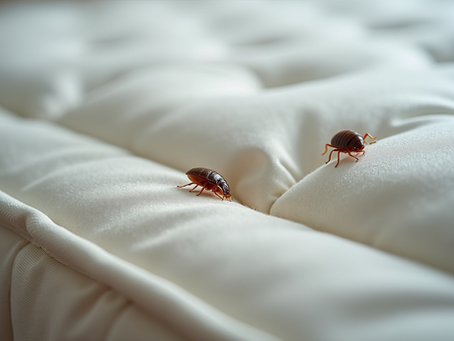 Effective Methods to Remove Bed Bugs from Your Home