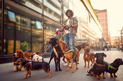 Handler and dogs