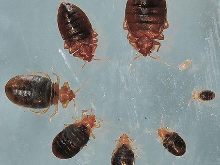 Bedbug Inspection: Canine Detection vs Manual Checks in Springtime