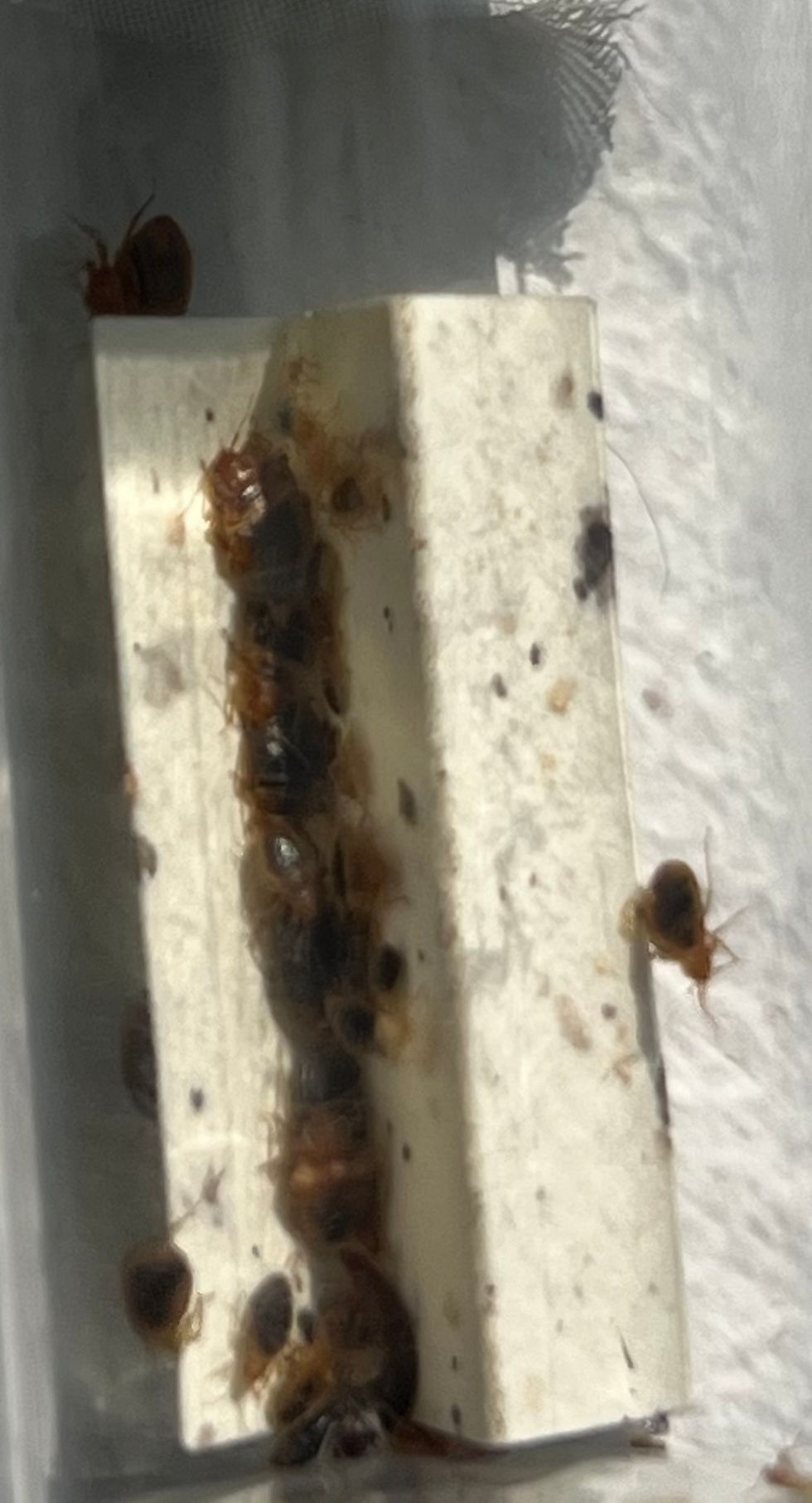 Bedbug Infestation
