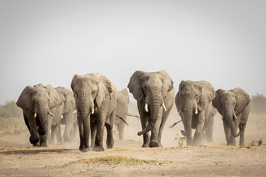Large-elephant-herd-walking-in-dust-in-Savuti-in-Botswana.jpg