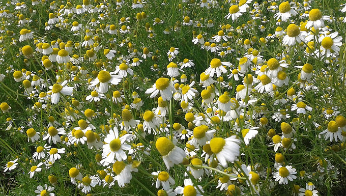 German Chamomile oil